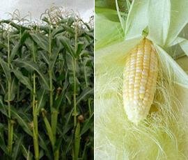 кукуруза и кукурузные рыльца